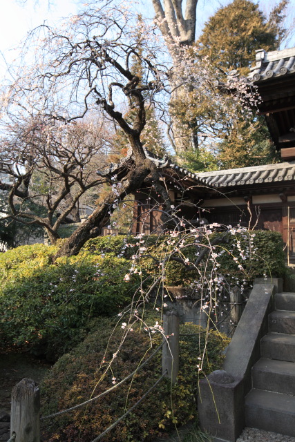 2月の新宿区の公園など 1402259477 東長谷寺 薬王院 白梅 山門 新宿区下落合 thumbnail