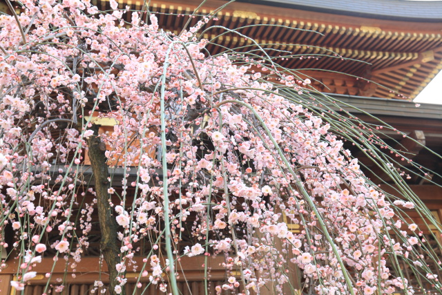 梅 1403040321 湯島天神 枝垂梅 本殿 文京区湯島 thumbnail