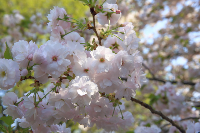 これまでの4月の見頃見所 1404115612 東京国立博物館 一葉桜 台東区上野公園 thumbnail