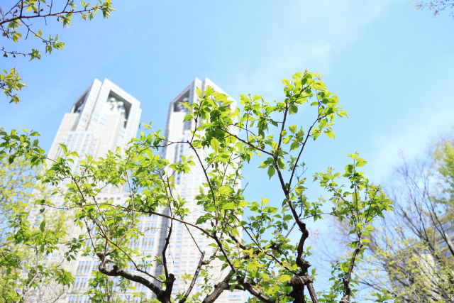 4月の新宿中央公園 1404121764 新宿中央公園 銀世界梅 東京都庁本庁舎 新宿区西新宿 thumbnail