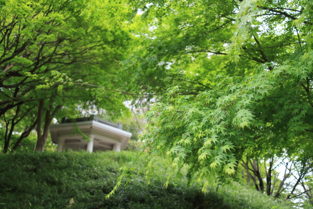4月の新宿中央公園 1404201810 新宿中央公園 新緑 楓 六角堂 富士見台 新宿区西新宿 thumbnail