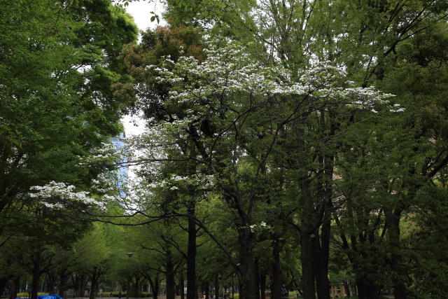 4月の新宿中央公園 1404206079 新宿中央公園 花水木 芝生広場 新宿区西新宿 thumbnail
