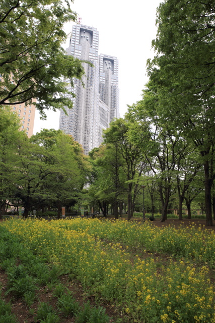 4月の新宿中央公園 1404206094 新宿中央公園 菜の花 芝生広場 新宿区西新宿 thumbnail