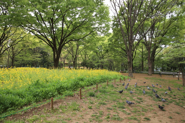 4月の新宿中央公園 1404206101 新宿中央公園 菜の花 芝生広場 新宿区西新宿 thumbnail