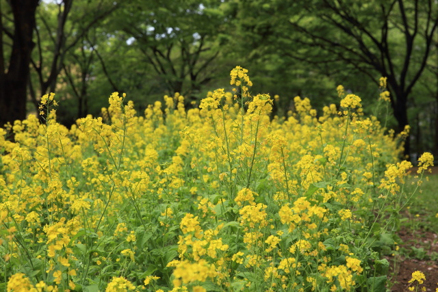 4月の新宿中央公園 1404206104 新宿中央公園 菜の花 芝生広場 新宿区西新宿 thumbnail
