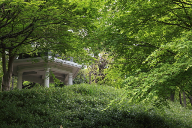 4月の新宿中央公園 1404206146 新宿中央公園 新緑 楓 六角堂 富士見台 新宿区西新宿 thumbnail