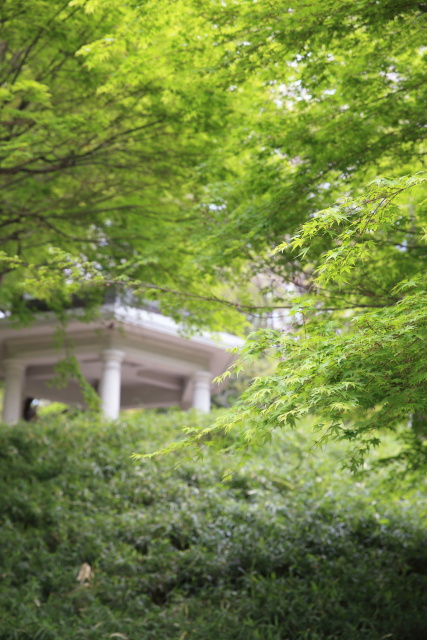 4月の新宿の公園 1404206156 新宿中央公園 新緑 楓 六角堂 富士見台 新宿区西新宿 thumbnail