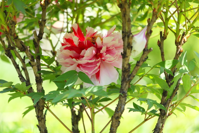牡丹・ボタン・寒牡丹・冬牡丹 1404252083 向島百花園 牡丹 墨田区東向島 thumbnail