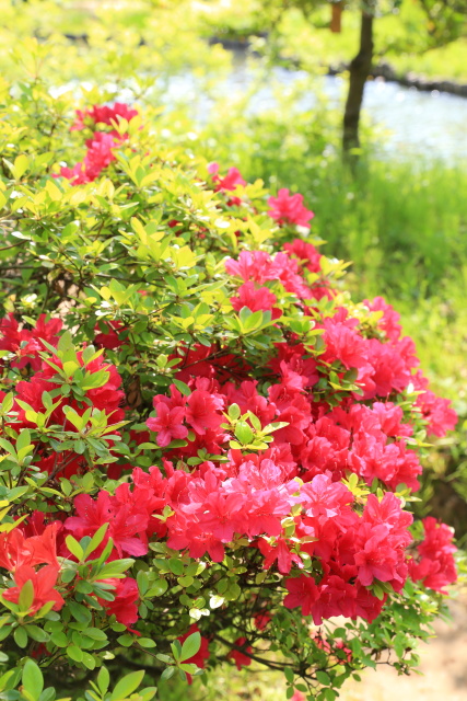 躑躅・ツツジ 1404256859 向島百花園 躑躅 墨田区東向島 thumbnail