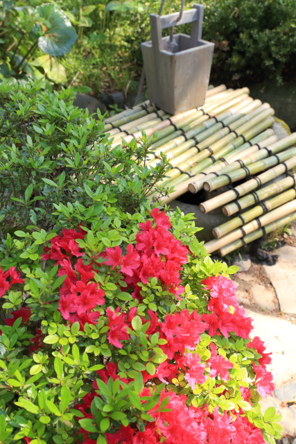 躑躅・ツツジ 1404256879 向島百花園 躑躅 墨田区東向島 thumbnail