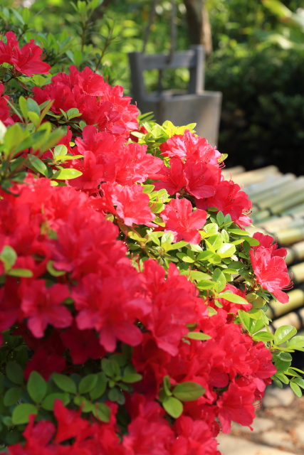 躑躅・ツツジ 1404256887 向島百花園 躑躅 墨田区東向島 thumbnail