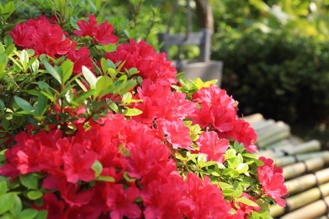 躑躅・ツツジ 1404256889 向島百花園 躑躅 墨田区東向島 thumbnail