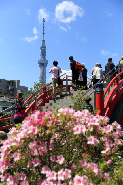 ツツジ 1405027209 亀戸天神 ツツジ 東京スカイツリー 江東区亀戸 thumbnail