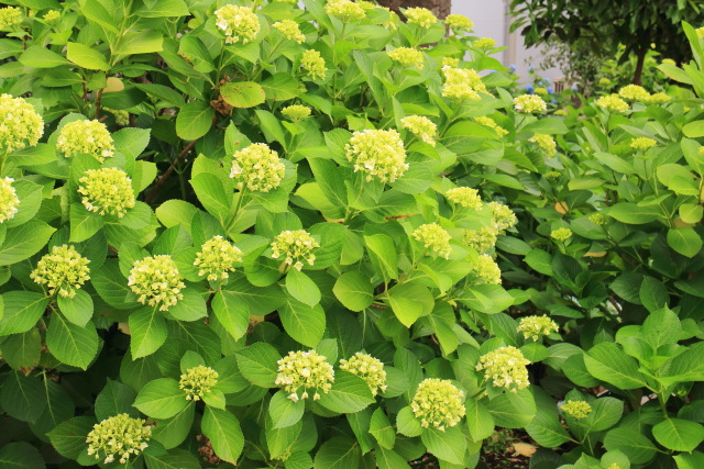 紫陽花・アジサイ 1405271925 玉川上水旧水路初台緑道 紫陽花(アジサイ) 渋谷区初台 thumbnail
