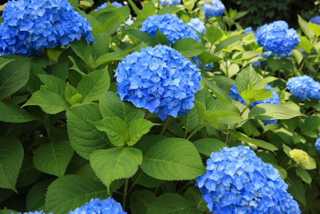 紫陽花・アジサイ 1405300461 堀切菖蒲園沿道 紫陽花(アジサイ) 葛飾区堀切 thumbnail