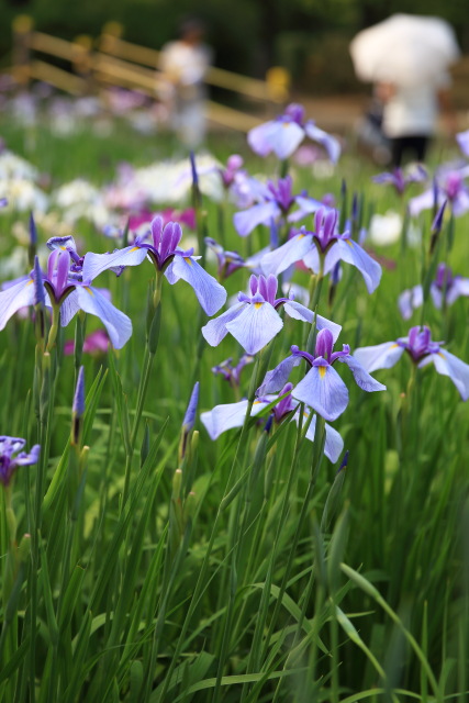 都内各地で花菖蒲が見ごろ 1406031130 しょうぶ沼公園 花菖蒲 長井清流 足立区谷中 thumbnail