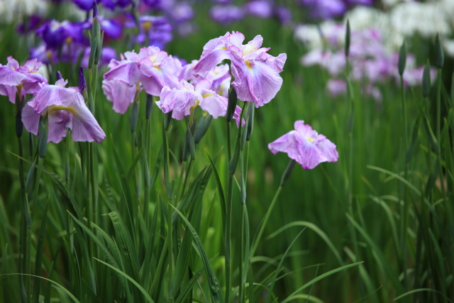 花菖蒲・ハナショウブ 1406101957 皇居東御苑 二の丸庭園 花菖蒲 御所遊 千代田区千代田 thumbnail