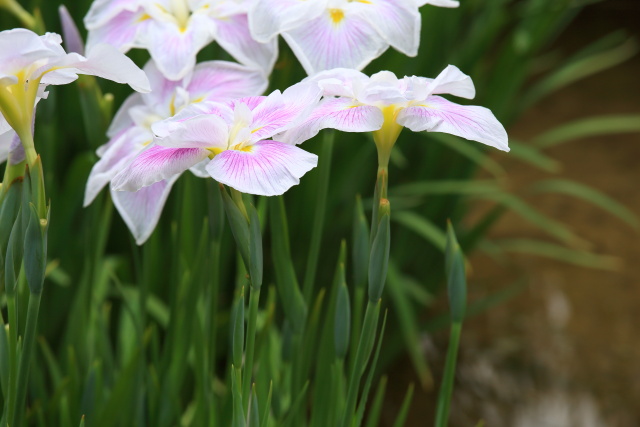 花菖蒲・ハナショウブ 1406102007 皇居東御苑 二の丸庭園 花菖蒲 五月晴 千代田区千代田 thumbnail