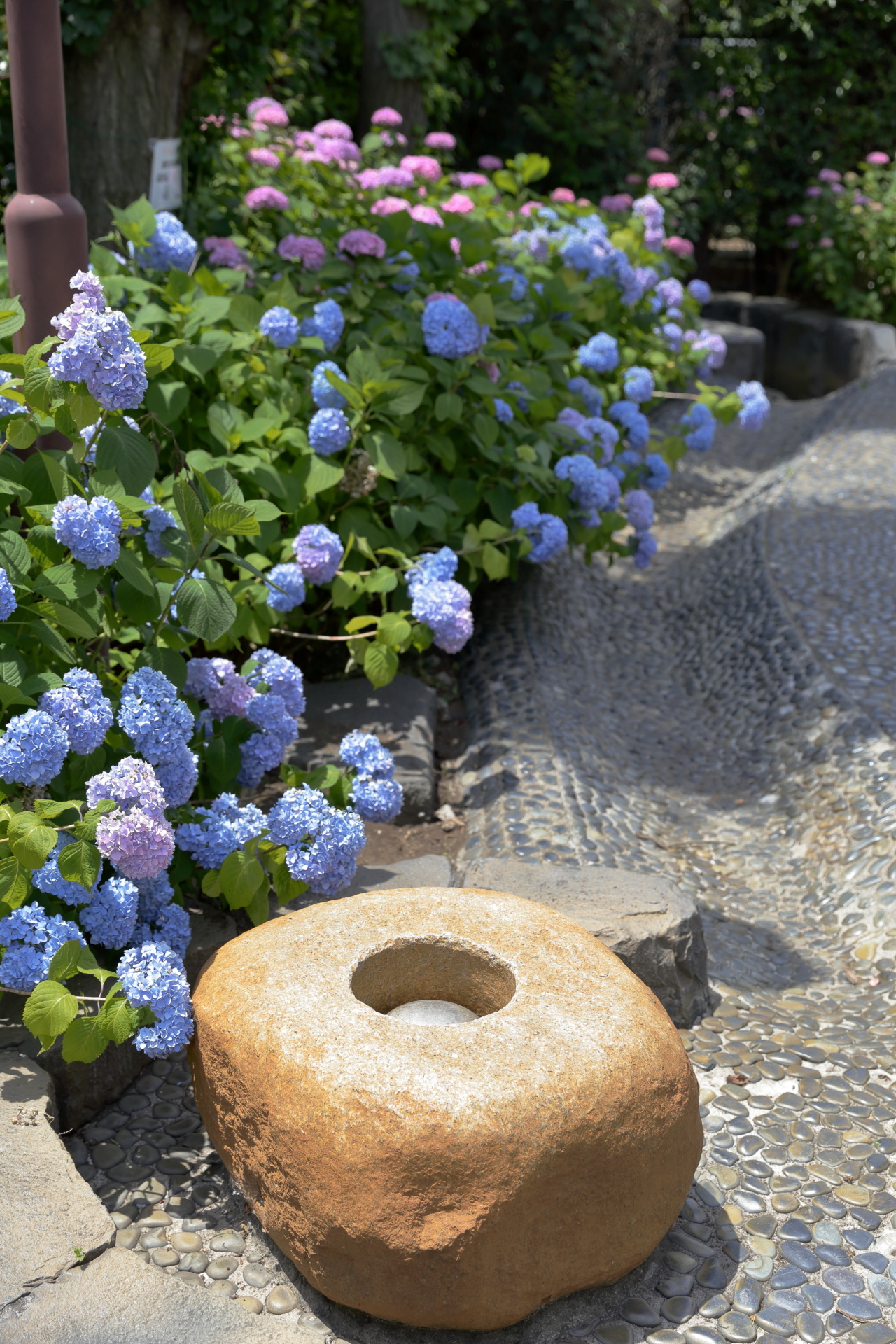 紫陽花・アジサイ 1506021127 堀切菖蒲園沿道 紫陽花 アジサイ 葛飾区堀切 thumbnail
