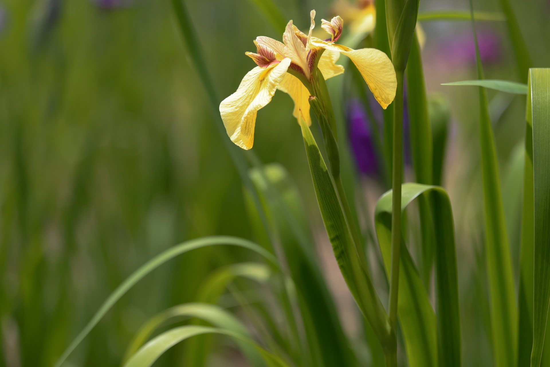 花菖蒲・ハナショウブ 1506021150 堀切菖蒲園 花菖蒲 金鶏 葛飾区堀切 thumbnail