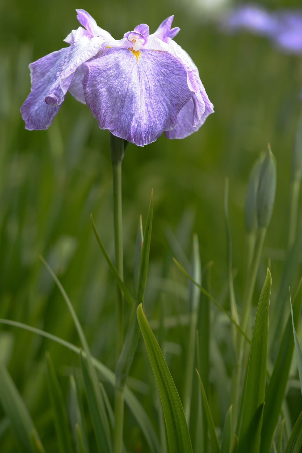 花菖蒲・ハナショウブ 1506021255 堀切菖蒲園 花菖蒲 奥万里 葛飾区堀切 thumbnail