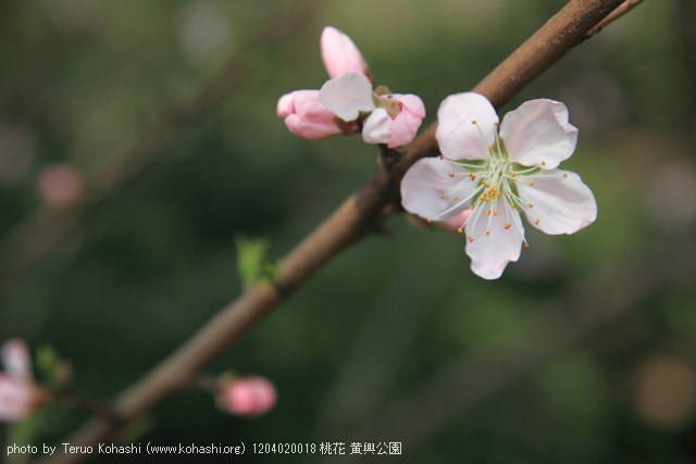 上海と無錫 撮影: 2012年3月~4月 1204020018 桃花 黄興公園 photo