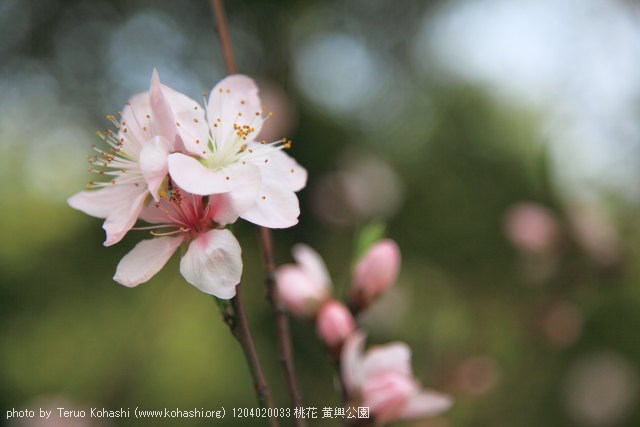 上海と無錫 撮影: 2012年3月~4月 1204020033 桃花 黄興公園 photo