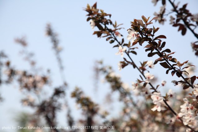 上海と無錫 撮影: 2012年3月~4月 1204020127 桜花 黄興公園 photo