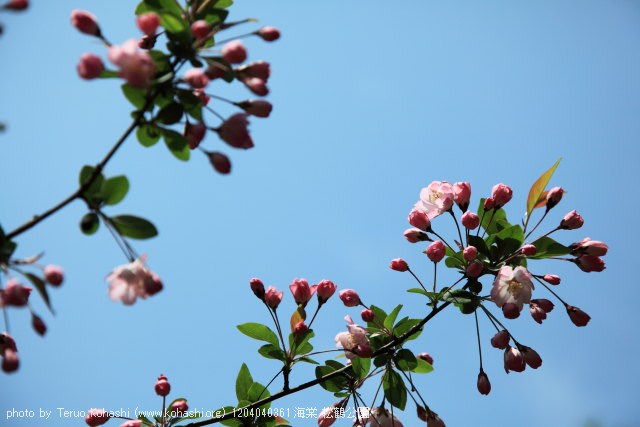 上海と無錫 撮影: 2012年3月~4月 1204040361 海棠 松鶴公園 photo